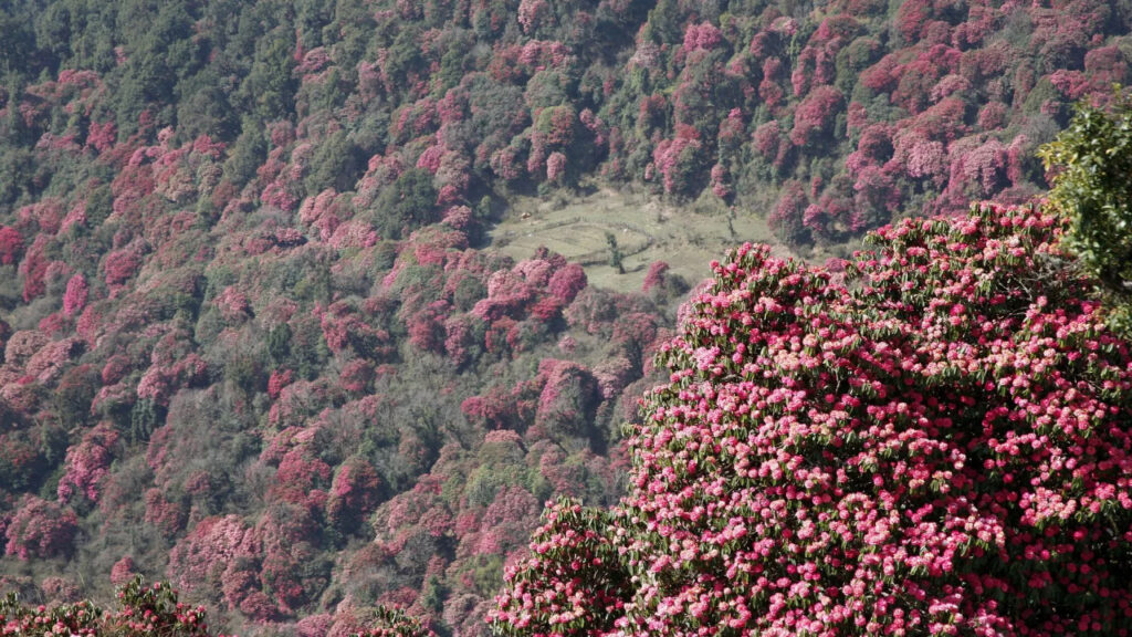 Trekking trail through rhododendron forest