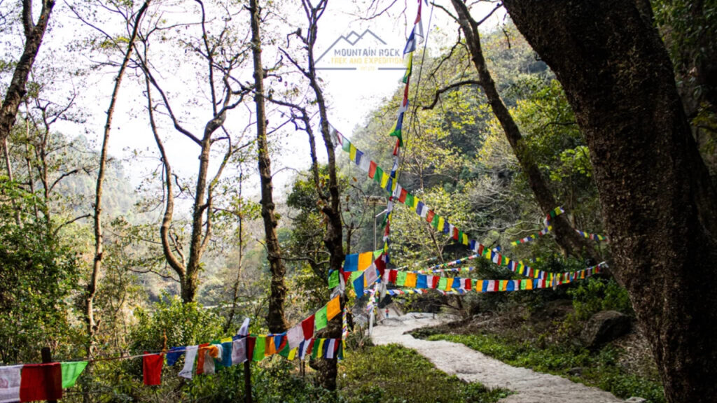 Helambu trekking trail through forest landscape