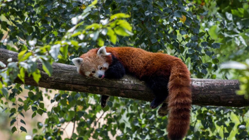 rich mix of plants and animals